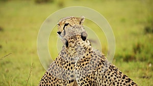 Slow Motion of Cheetah Mother in Rain Grooming Licking Fur, Mum Caring For and Looking After Young C