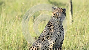 Slow motion Cheetah sitting and looking alert. African safari widlife shot in Ke