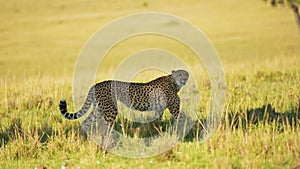 Slow Motion of Cheetah Walking, African Safari Wildlife Animal in Maasai Mara, Kenya in Africa in Ma