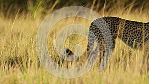 Slow Motion of Cheetah Walking, African Safari Wildlife Animal in Maasai Mara, Kenya in Africa in Ma