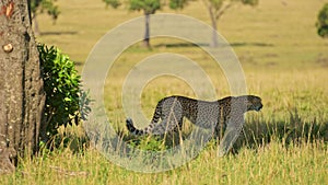 Slow Motion of Cheetah Walking, African Safari Wildlife Animal in Maasai Mara, Kenya in Africa in Ma