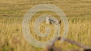 Slow Motion of Cheetah Walking in Long Savannah Grass, Masai Mara Kenya Animal on African Wildlife S