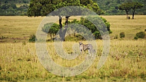 Slow Motion of Cheetah Walking in Long Savannah Grass, Masai Mara Kenya Animal on African Wildlife S