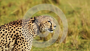 Slow Motion of Cheetah Walking in Savanna, Masai Mara African Safari Wildlife Animals in Africa, Ken