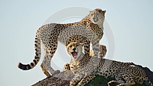 Slow Motion of Cheetah Yawning in Africa, African Wildlife Animals in Maasai Mara, Kenya, Tired Slee