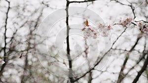 Slow motion cherry blossom branch with flowers closeup
