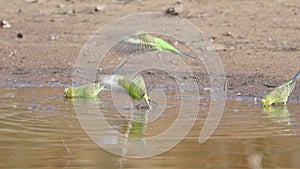 slow motion clip of a budgie flock drinking from a waterhole