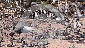 slow motion clip of a flock of pigeons taking flight at jaipur