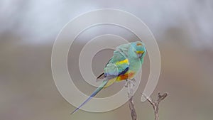 slow motion clip of a male mulga parrot shaking off water