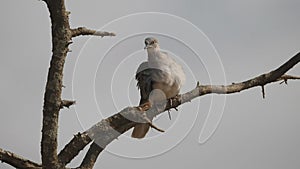 slow motion clip of a mourning dove in a tree preening its back at tarangire national park