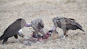 slow motion clip of a vulture swallowing meat at masai mara
