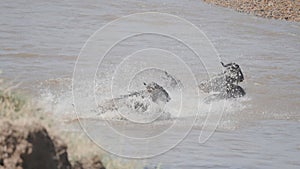 slow motion clip of wildebeest jumping into the mara river in kenya