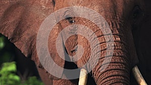 Slow motion close up of African Elephant