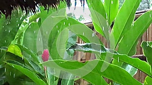SLOW MOTION, CLOSE UP, Big drops of rain fall on the palm's smooth and long green leaves during an intense storm. Fresh