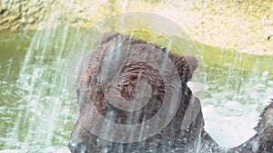 Slow Motion, close up of Brown Bear bathing in waterfall. Wild Ursus Arctos