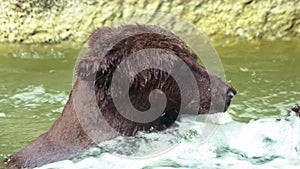 Slow Motion, close up of Brown Bear bathing in waterfall. Wild Ursus Arctos