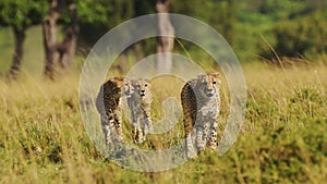 Slow Motion of Close Up Cheetah Family Walking in Long Savanna Grass in Maasai Mara, Kenya, Africa,