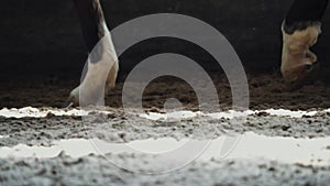 Slow motion close up. close-up hoof. Horse Race