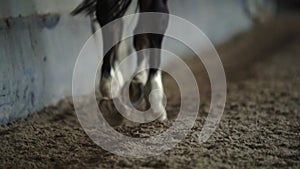 Slow motion close up. close-up hoof. Horse Race