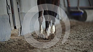Slow motion close up.close-up hoof. Horse Race