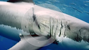 Slow motion Close-up of a great white shark underwater Guadeloupe.