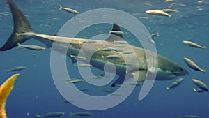 Slow motion Close-up of a great white shark underwater Guadeloupe.