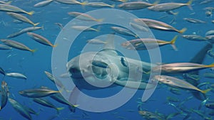 Slow motion Close-up of a great white shark underwater Guadeloupe.