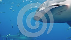 Slow motion Close-up of a great white shark underwater Guadeloupe.