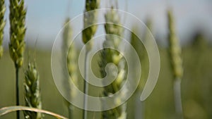 Slow motion. Close-up of guitar playing. Guitarist hits the strings of the guita