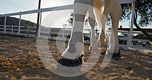 Slow motion close up of horse legs hooves walking on sand at ranch.