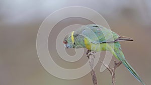 slow motion close up of a male mallee ringneck parrot at gluepot