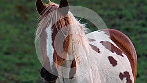 Slow motion. Close-up portrait of a white with brown spots of a horse with a mane fluttering in the wind on a pasture