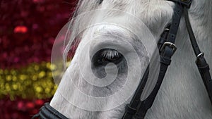 Slow motion close-up of the white horse's eyes through the bars