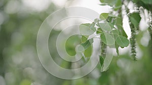 Slow motion closeup shot of aspen tree in late spring