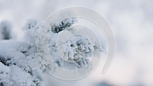 Slow motion closeup shot of hoarfrost covered spruce tree branches