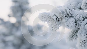 Slow motion closeup shot of hoarfrost covered spruce tree branches