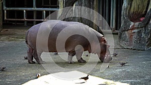 Slow Motion of a common hippopotamus is eating in a zoo. Hippo is feeding