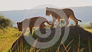 Slow Motion of Cute Baby Safari Animals, Lion Cubs Playing in Masai Mara, Kenya, Africa, Two Young F