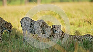 Slow Motion of Cute Cheetah Mother Cub, Affectionate Animals in Moment Between Young Baby and Mum, C