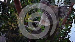 Slow Motion of cute koala climbing a eucalyptus tree with green leafs at zoo