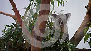 Slow Motion of cute koala eating eucalyptus leafs in a woodlands at the zoo