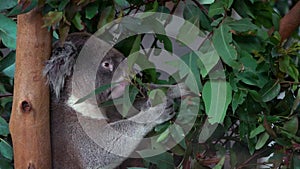 Slow Motion of cute koala eating eucalyptus leafs in a woodlands at the zoo