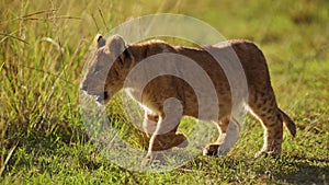 Slow Motion of Cute Lion Cub, African Safari Wildlife of Small Baby Animals in Maasai Mara, Kenya, A