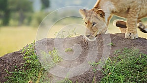 Slow Motion of Cute Lion Cub Playing with Lioness Mother in Maasai Mara, Kenya, Africa, Funny Young