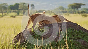 Slow Motion of Cute Lions Cubs Playing in Africa, Two Young Funny Adorable Baby Animals, Playful Lio