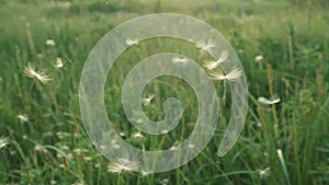 Slow motion. Dandelion seeds blown and dispersed by wind against green grass and blue sky.