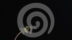 Slow motion. Dandelion seeds torn off by wind isolated on black background. Fluffy spherical dandelion on a black