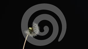 Slow motion. Dandelion seeds torn off by wind isolated on black background. Fluffy spherical dandelion on a black