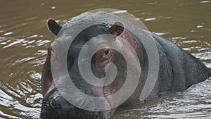 Slow motion of dangerous Hippo in water in a river