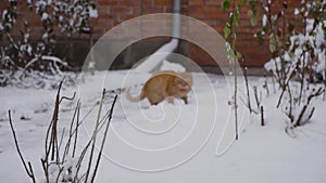 In slow motion. Domestic cats play cute in the yard, enjoy the first snow, have fun. pet concept. Winter day